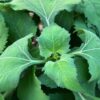 Saint Paul's Wort (Sigesbeckia pubescens) dried herb, organic - Image 2