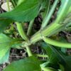 Saint Paul's Wort, Xi-xian-cao (Sigesbeckia pubescens), packet of 30 seeds, organic - Image 3