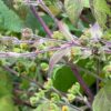 Saint Paul's Wort, Xi-xian-cao (Sigesbeckia pubescens), packet of 30 seeds, organic - Image 5