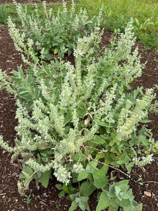 Sage, Dominican (Salvia dominica), packet of 10 seeds, organic
