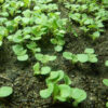 Sage, Clary (Salvia sclarea) seeds, organic [WA NO] - Image 4