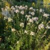 Soapwort (Saponaria officinalis), potted plant, organic