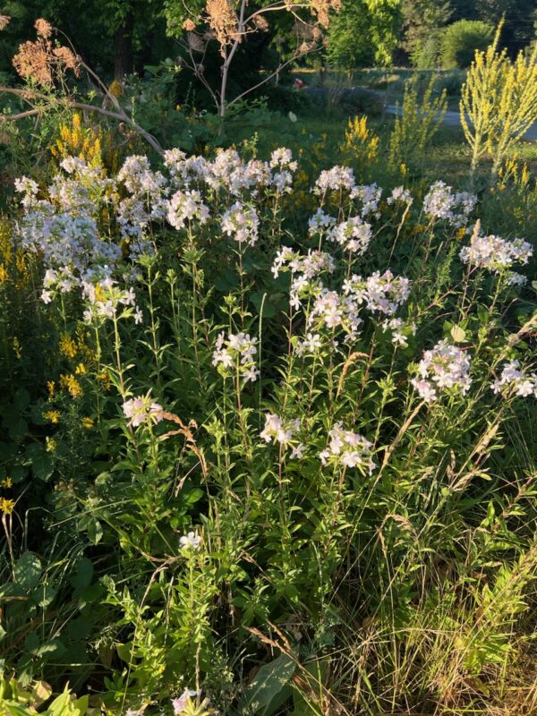 Soapwort (Saponaria officinalis), packet of 20 seeds, organic - Image 5