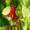 Schisandra, Official (Schisandra chinensis), packet of 20 seeds