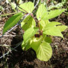 Schisandra, Official (Schisandra chinensis) potted vine, organic - Image 3
