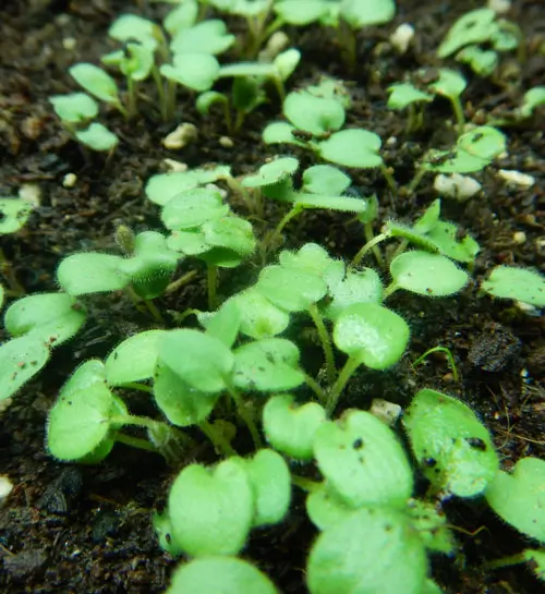 Skullcap, Baikal (Scutellaria baicalensis) seeds, organic - Image 6