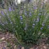 Skullcap, Barbat (Scutellaria barbata) seeds, organic