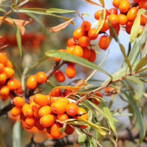 Sea Buckthorn (Hippophae rhamnoides) Berries