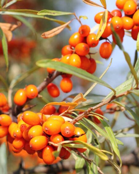 Sea Buckthorn (Hippophae rhamnoides) Berries