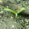 Plantain, Sea (Plantago maritima), packet of 50 seeds - Image 4