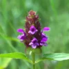 First Time Medicinal Herb Garden (Holy Basil, Calendula, Comfrey, Self Heal and Yarrow), Organic - Image 7