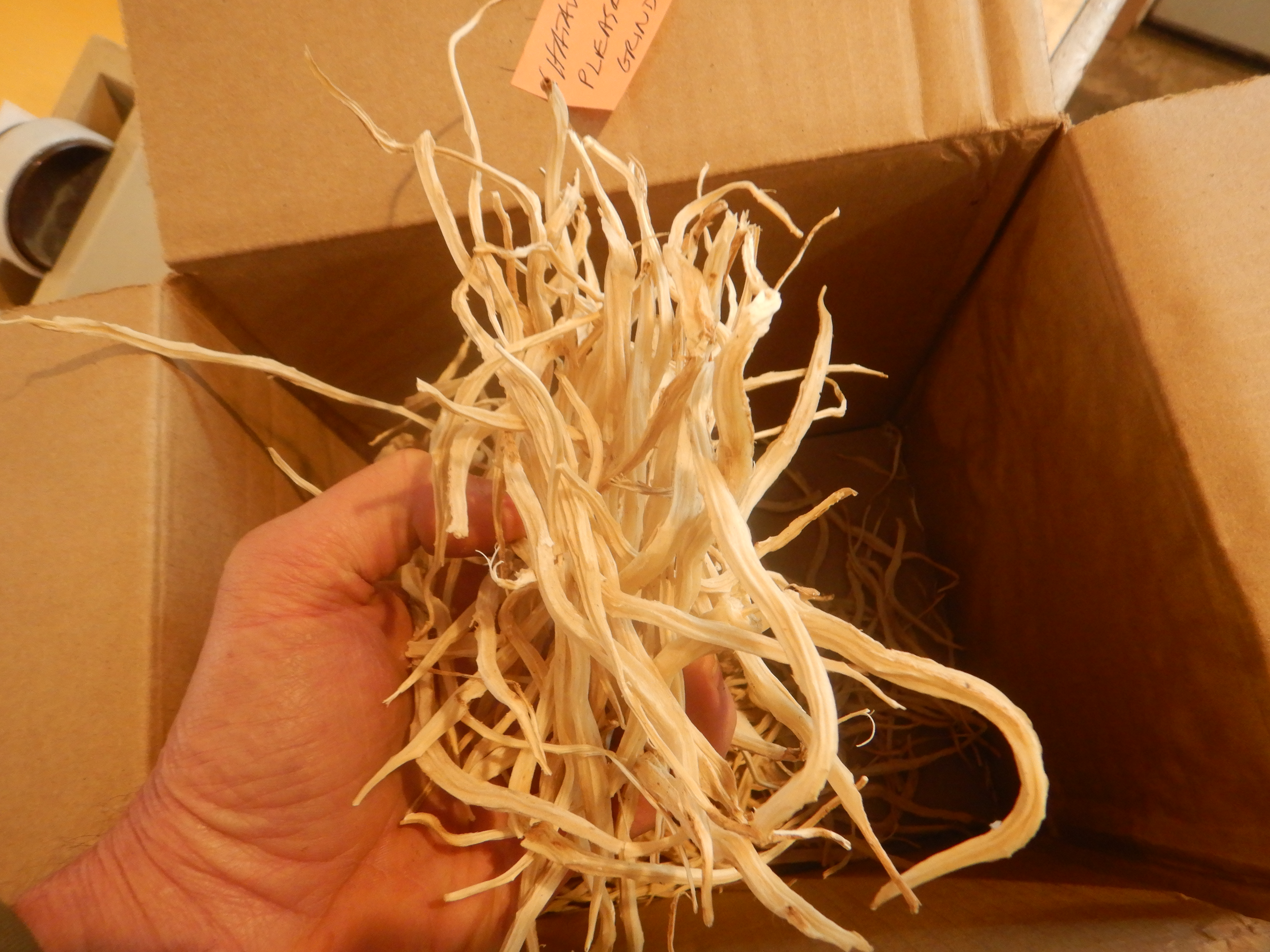 Shatavari (Asparagus racemosus), packet of 10 seeds, Organic - Image 18