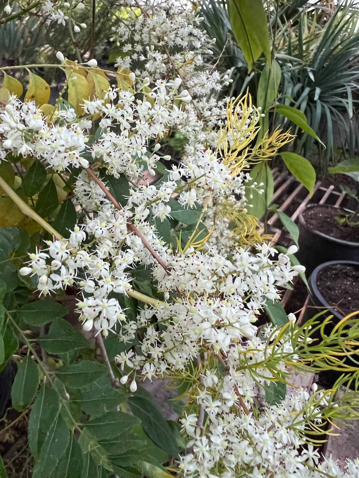 Shatavari (Asparagus racemosus), packet of 10 seeds, Organic - Image 16