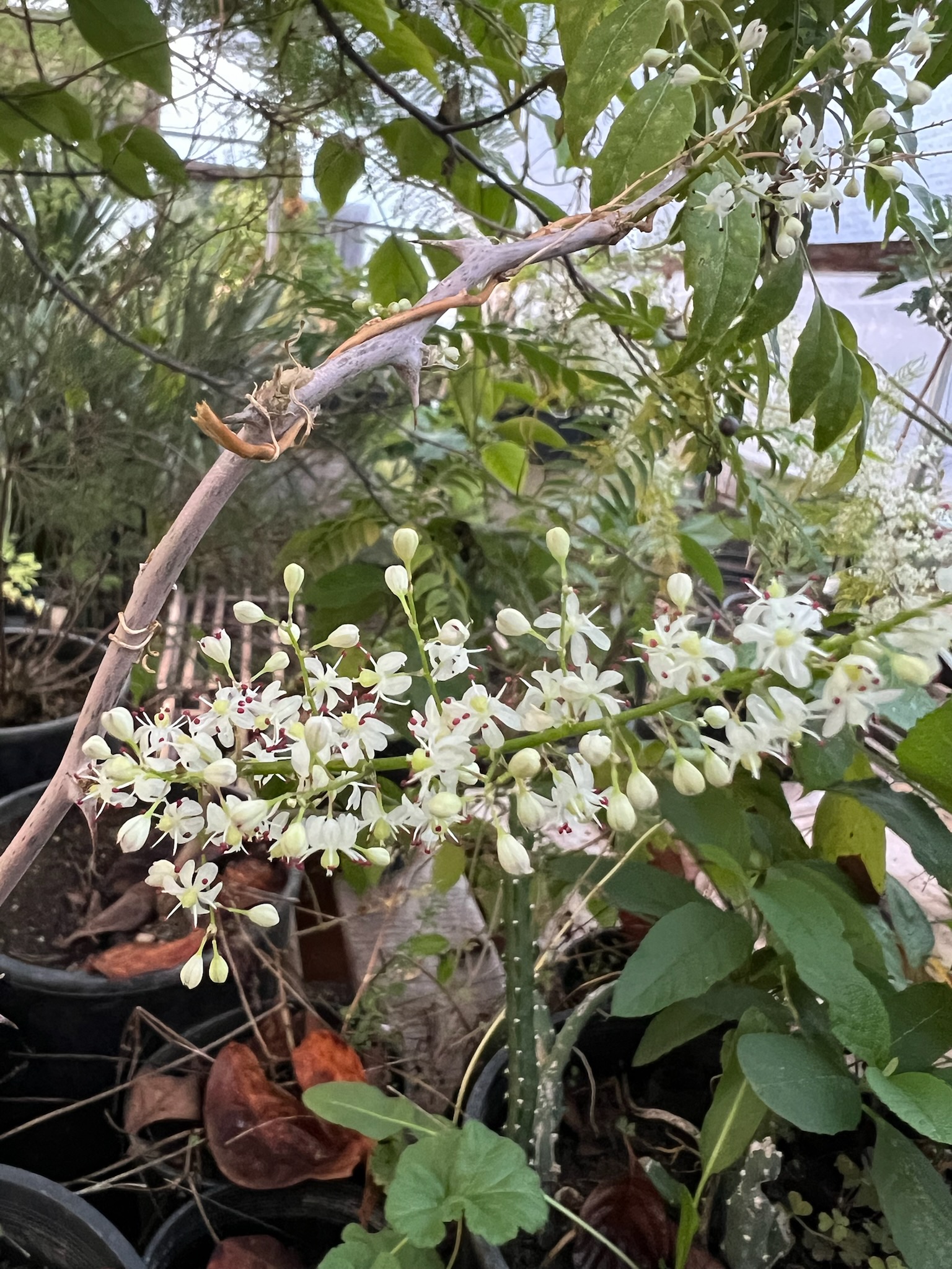 Shatavari (Asparagus racemosus), packet of 10 seeds, Organic - Image 15