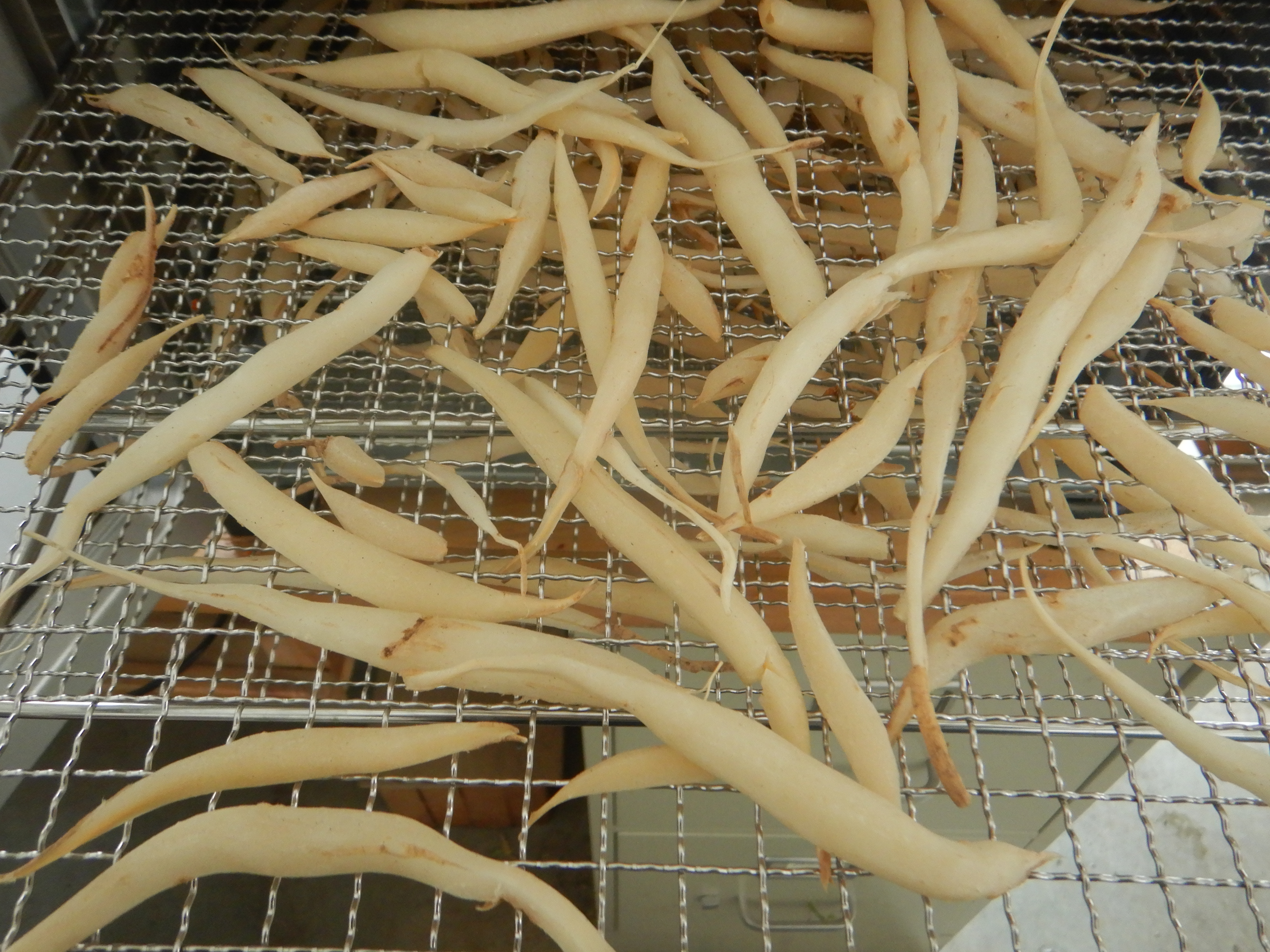 Shatavari (Asparagus racemosus), packet of 10 seeds, Organic - Image 17