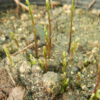 Shatavari (Asparagus racemosus), packet of 10 seeds, Organic - Image 14