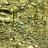 Shatavari (Asparagus racemosus), packet of 10 seeds, Organic - Image 2