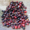 Shatavari (Asparagus racemosus), packet of 10 seeds, Organic - Image 7