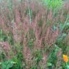 Sorrel, Sheep (Sheep Sorrel) (Rumex acetosella) seeds, organic - Image 3