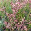 Sorrel, Sheep (Sheep Sorrel) (Rumex acetosella) seeds, organic