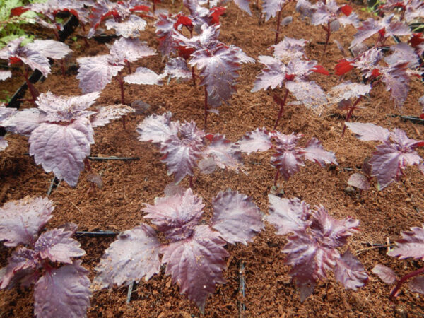 Shiso, Purple (Perilla frutescens) seeds, organic - Image 8