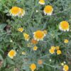 Japanese Medicinal Herb Seed Collection (Burdock, Gobo; Catnip, Japanese; Shiso, Purple; Shungiku; Yomogi) - Image 6