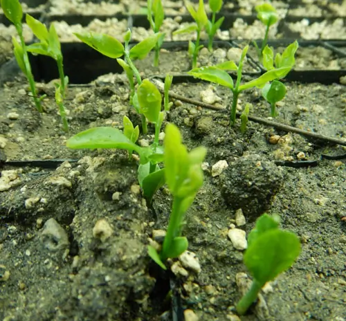 Jojoba (Simmondsia chinensis) seeds - Image 6