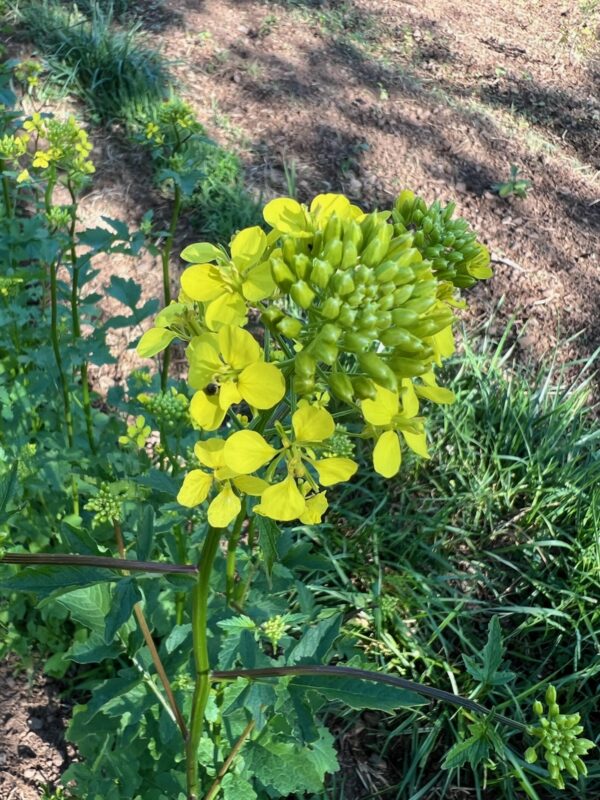Mustard, White (Yellow Mustard) (Sinapis alba) seeds, organic