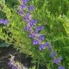Skullcap, Baikal (Scutellaria baicalensis) potted plant, organic