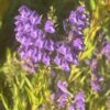 Skullcap, Baikal (Scutellaria baicalensis) potted plant, organic - Image 4