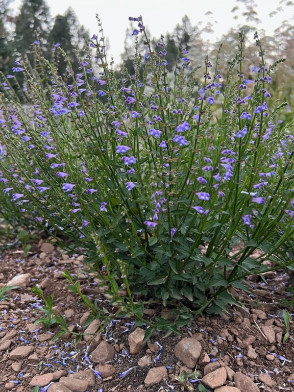 Skullcap, Barbat (Scutellaria barbata) potted plant, organic - Image 5