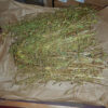 Skullcap, Official (Scutellaria lateriflora) seeds, organic - Image 3