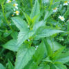 Skullcap, Official (Scutellaria lateriflora) seeds, organic