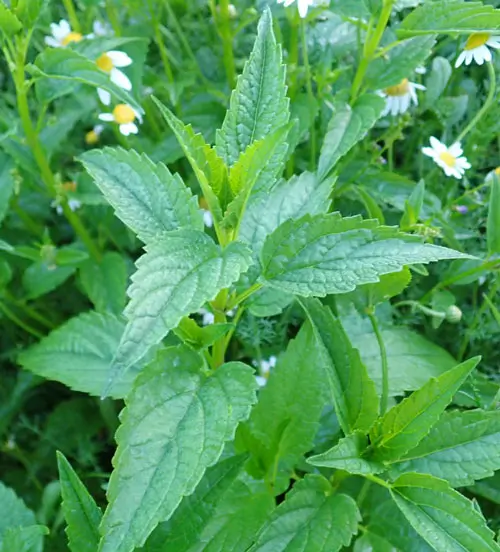 Skullcap, Official (Scutellaria lateriflora) potted plant, organic