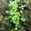 Skullcap, Official (Scutellaria lateriflora) seeds, organic - Image 5