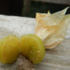Groundcherry (Physalis peruviana), packet of 30 seeds, organic - Image 5