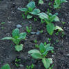Tobacco, Smoking (Nicotiana tabacum) seeds, organic - Image 4