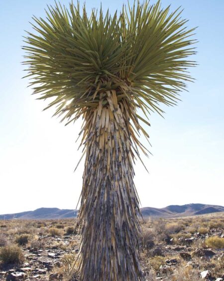 Soaptree Yucca Plant