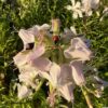 Soapwort (Saponaria officinalis), potted plant, organic - Image 4