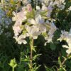 Soapwort (Saponaria officinalis), potted plant, organic - Image 5