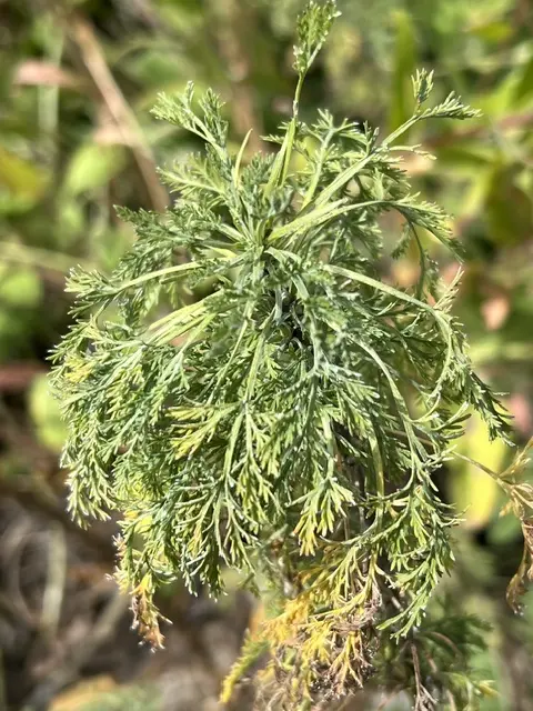 Southernwood (Artemisia abrotanum) potted shrub in a 9 inch pot, organic - Image 3