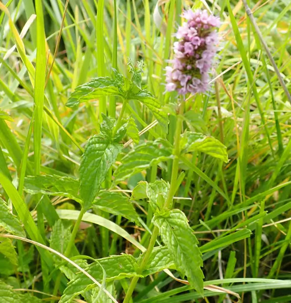 Mint, Spearmint (Mentha spicata), packet of 100 seeds, organic