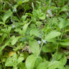 Speedwell, Common (Veronica officinalis), packet of 30 seeds, organic