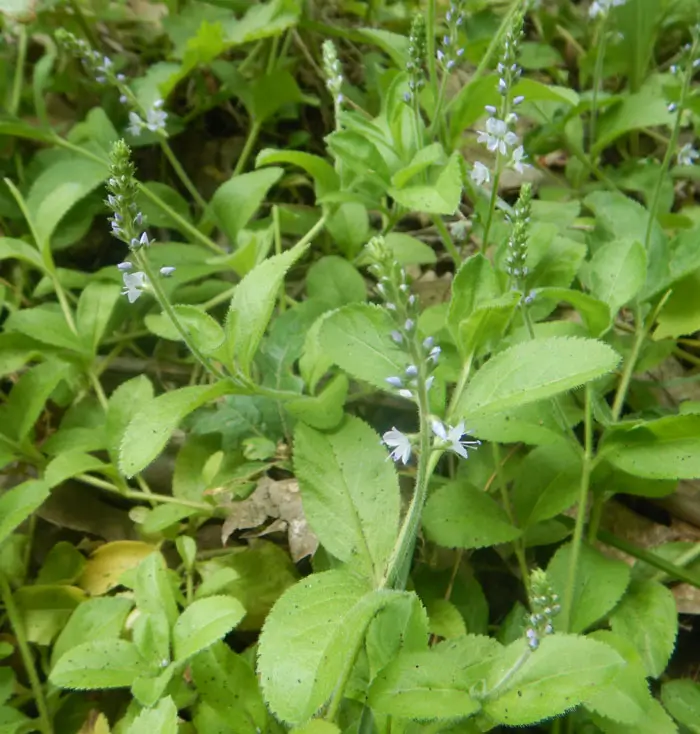 Speedwell, Common (Veronica officinalis), packet of 30 seeds, organic