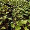 Spilanthes, Official (Acmella oleracea) potted plant, organic - Image 3