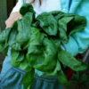 Spinach, Bloomsdale Long Standing (Spinacea oleracea) seeds, organic
