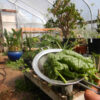 Spinach, Bloomsdale Long Standing (Spinacea oleracea) seeds, organic - Image 3