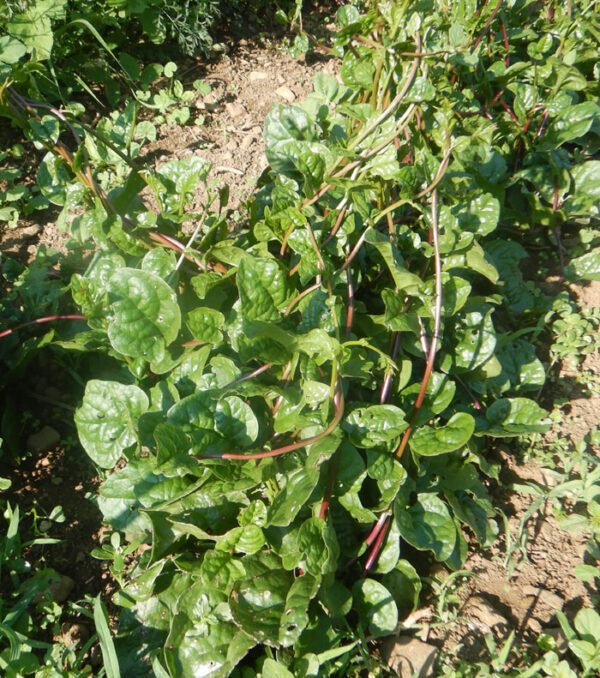 Spinach, Malabar Red (Basella rubra), packet of 10 seeds, organic