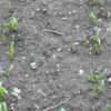 Spinach, Bloomsdale Long Standing (Spinacea oleracea) seeds, organic - Image 2