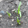 Spinach, Bloomsdale Long Standing (Spinacea oleracea) seeds, organic - Image 4